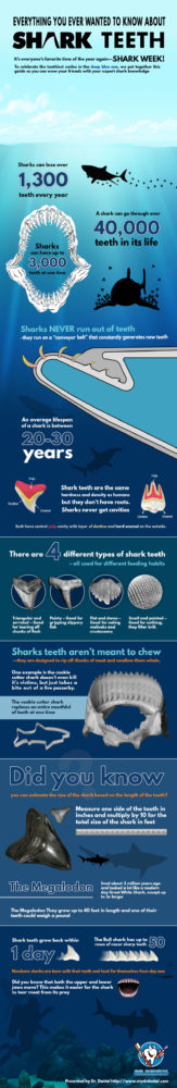 shark week infographic - facts about shark teeth